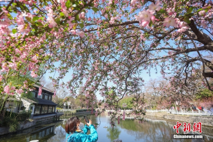 古都南京花紅柳綠 展“畫(huà)意江南”