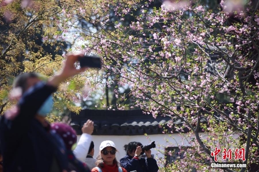 古都南京花紅柳綠 展“畫意江南”