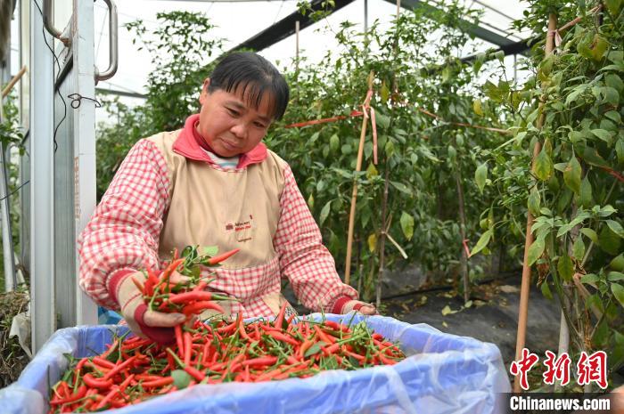 工作人員在賀州市八步區(qū)東融(供港)蔬菜基地采收辣椒?！∮峋?攝