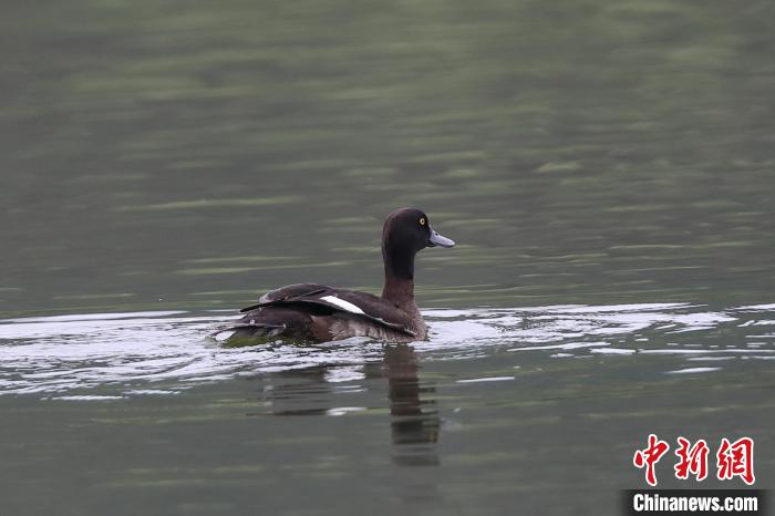 圖為鳳頭潛鴨在水中嬉戲。　肖書平 攝