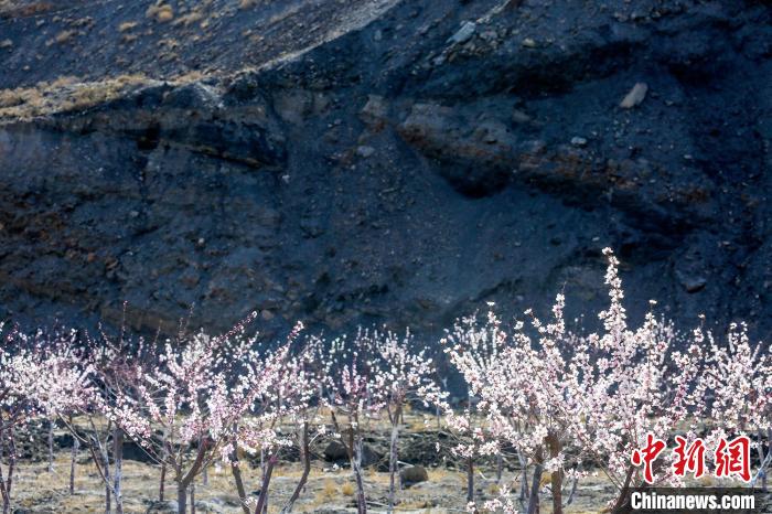 賀蘭山下盛開的山桃花?！≠囀?攝