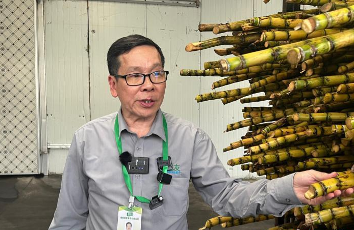 陳藤楠介紹如何鑒定剛剛收購來的甘蔗品質(zhì)?！÷访?攝
