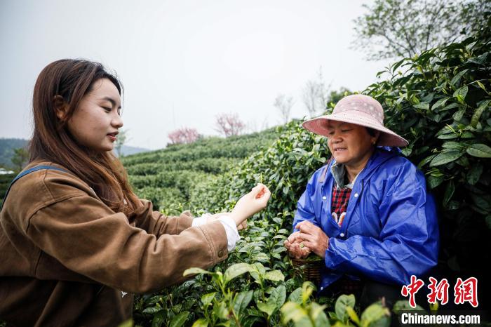 朱冰倩正在茶山督工 張卉 攝