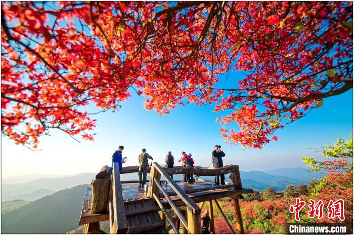 浙中杜鵑谷內(nèi)杜鵑花盛開景象(資料圖)。　盤峰鄉(xiāng)人民政府 供圖