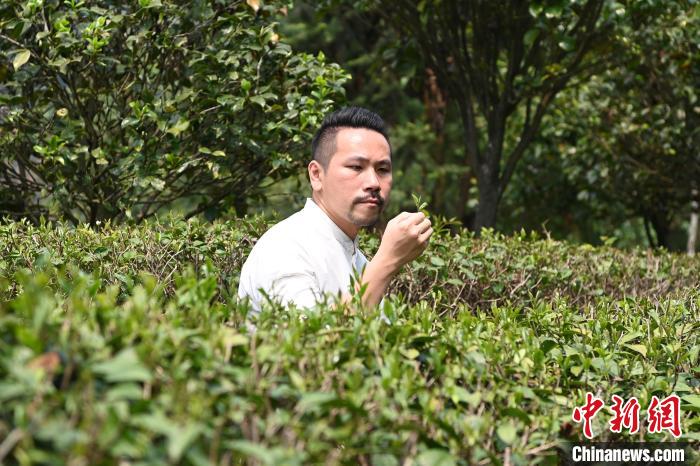 陳耘嘉查看茶葉生長情況。　張金川 攝