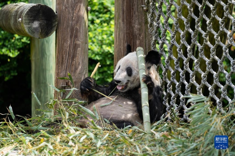 這是4月25日在美國田納西州孟菲斯動物園拍攝的大熊貓“丫丫” 。（圖源：新華社）
