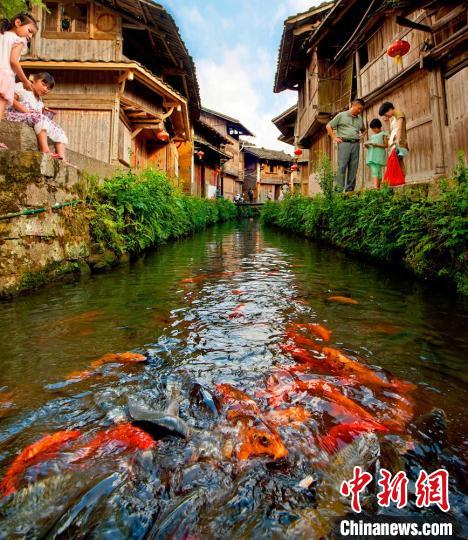 周寧縣浦源村鯉魚溪景區(qū)，一條清溪自西向東從村中穿流而過，溪中自在游弋著各色鯉魚?！幍率形麄鞑?供圖