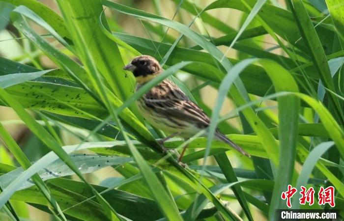 奧林匹克森林公園蘆葦群落中的黃胸鹀。　葉元興 攝