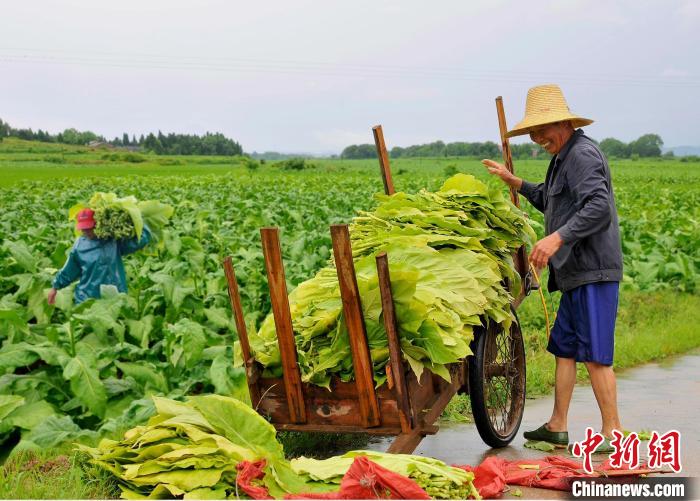 圖為在江西省吉安市安?？h嚴(yán)田鎮(zhèn)山背村，煙農(nóng)正在采收煙葉?！“哺？h煙草專賣局供圖