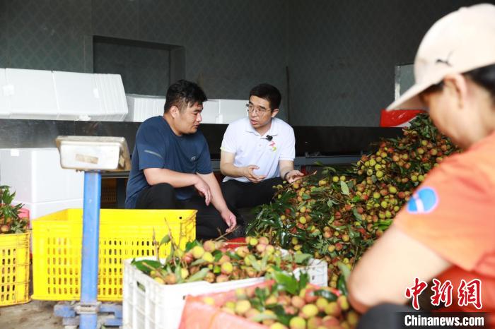 拱北海關(guān)派駐高州分界鎮(zhèn)幫扶干部袁文立在車間了解荔枝打包情況 俞波 攝