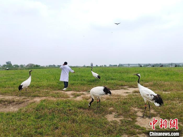 丹頂鶴和飼養(yǎng)員互動?！」热A 攝