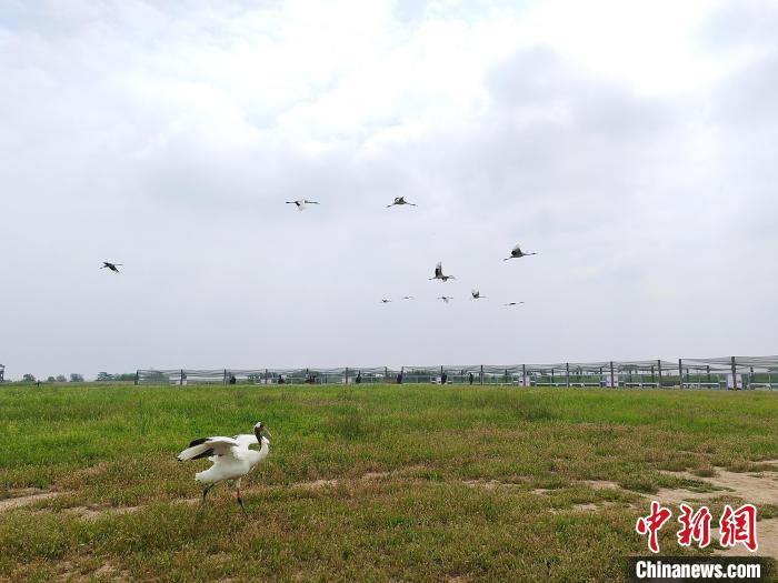 丹頂鶴在天空翱翔?！」热A 攝