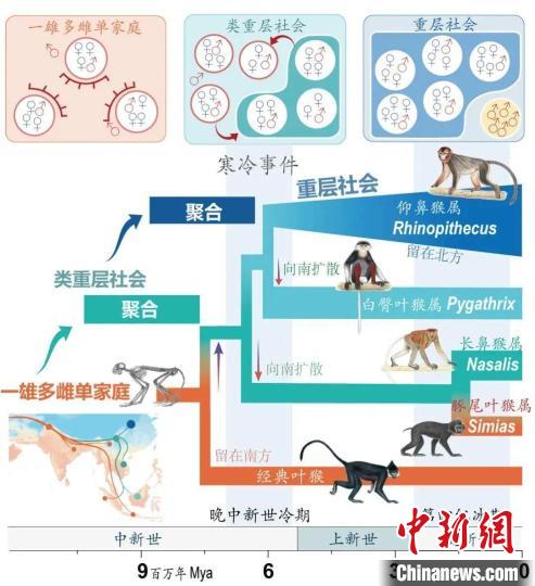 寒冷事件促進(jìn)亞洲葉猴社會聚合。　西北大學(xué)供圖