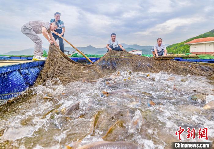 村民在漁排收獲紅鼓魚。(資料圖) 李郁 攝