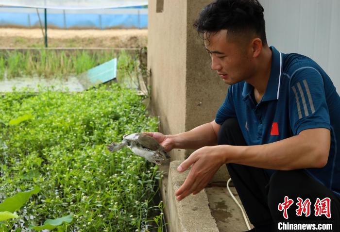 潘軍杰正在查看種鱉的健康狀況?！￡惣覙?攝