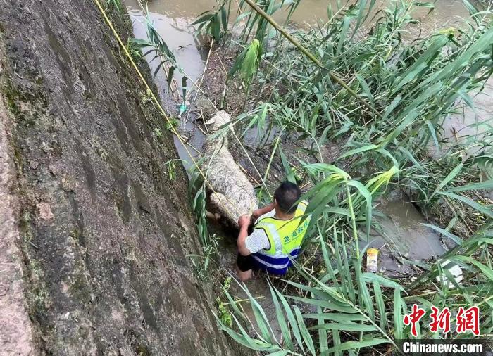 救援人員下水營(yíng)救被困的羊 嵊州公安 供圖