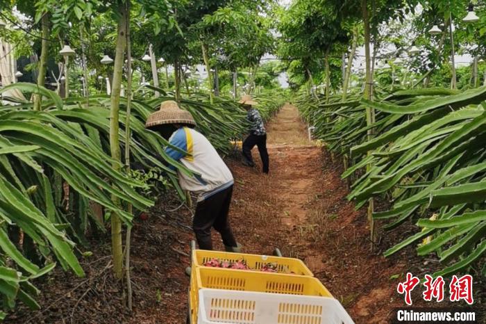 儋州市中和鎮(zhèn)水井嶺水果種植基地的火龍果迎來采摘期?！×栝?攝