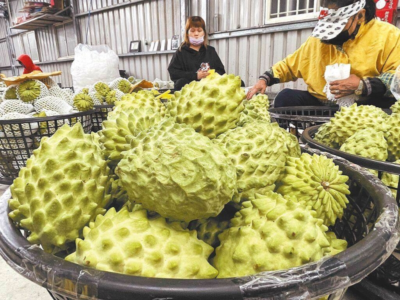 大陸近日宣布恢復(fù)鳳梨釋迦銷陸。（報(bào)系資料照）