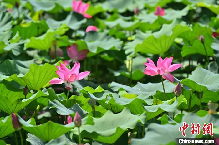 圖為貴港市港南區(qū)東津鎮(zhèn)沖口屯的荷花迎來盛花期。　俞靖 攝