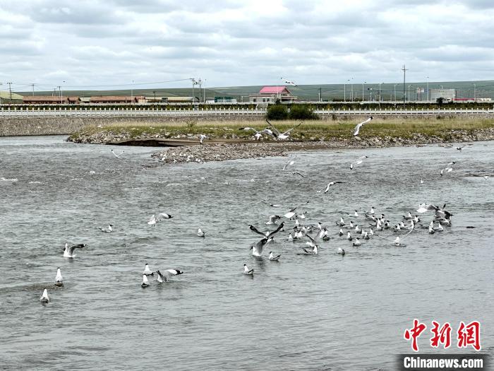 圖為青海湖北岸沙柳河魚鳥共生?！±铍h 攝