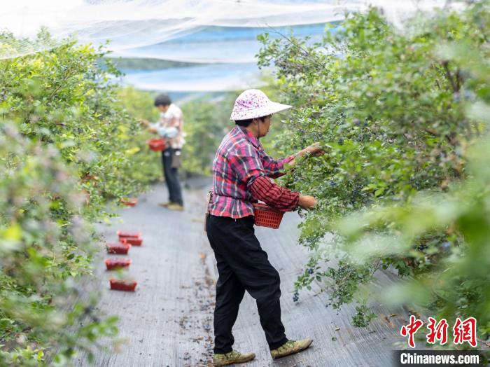 撬動(dòng)新鄉(xiāng)賢資源浙江山區(qū)縣因地制宜耕耘“共富田”