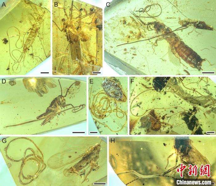 昆蟲被索線蟲寄生。　南古所 供圖