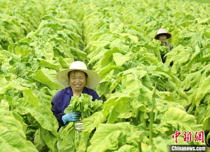 紅土地上振興路：特色產(chǎn)業(yè)帶動(dòng)讓村民在“家門口”增收致富