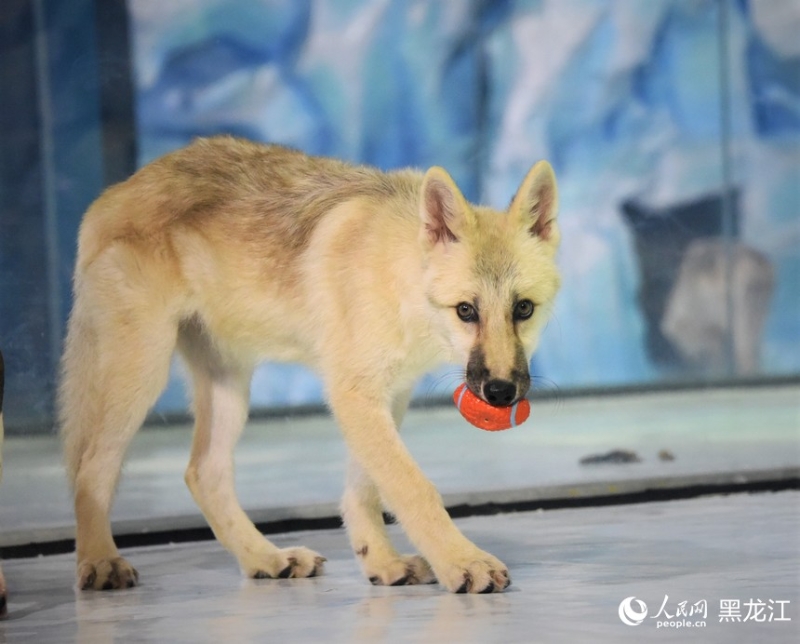 世界首只克隆北極狼亮相哈爾濱極地公園。（圖源：人民網(wǎng)）