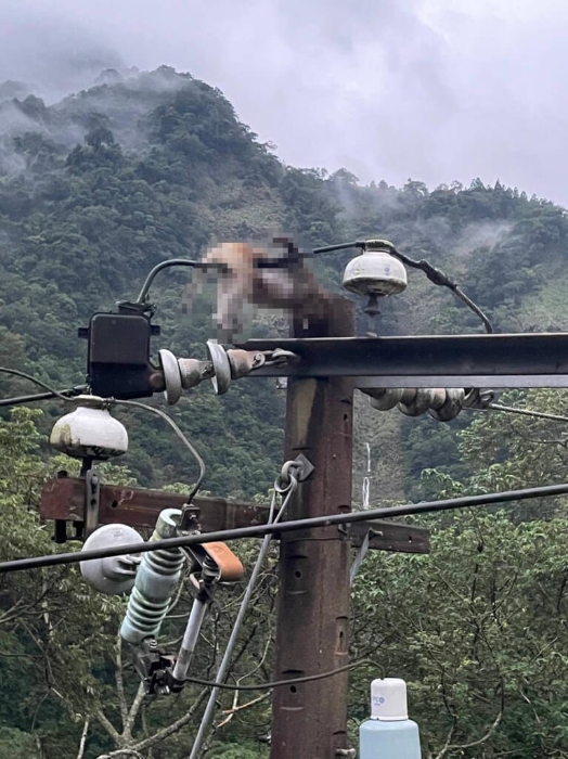 苗栗縣南莊山區(qū)無預(yù)警停電 獼猴惹禍觸電焦黑亡