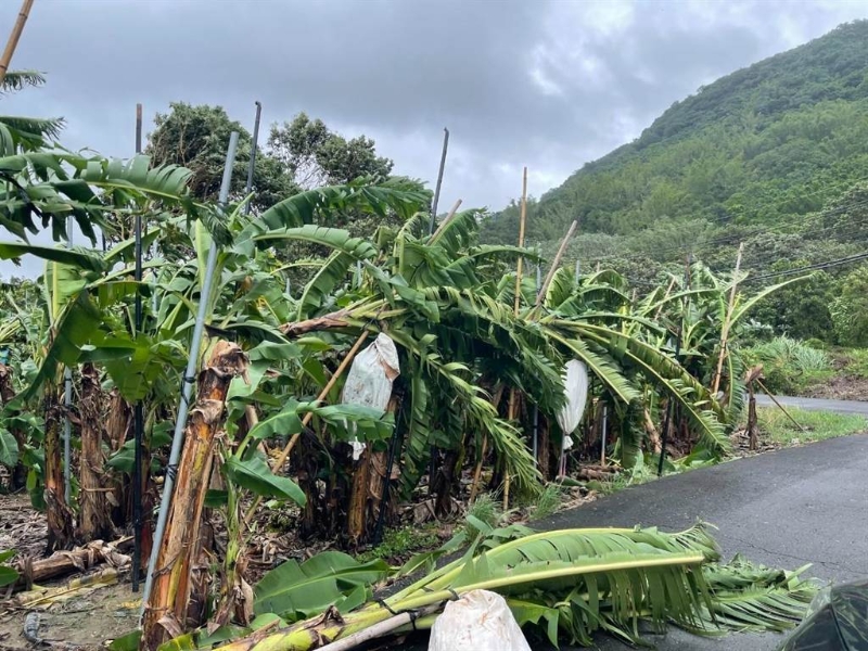 旗山區(qū)柯姓香蕉農(nóng)指出，這次海葵強(qiáng)風(fēng)暴雨造成香蕉樹傾倒嚴(yán)重。（林雅惠攝）