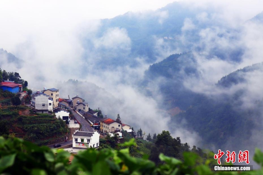 三峽壩區(qū)：“云海茶谷”風(fēng)景美如畫(huà)