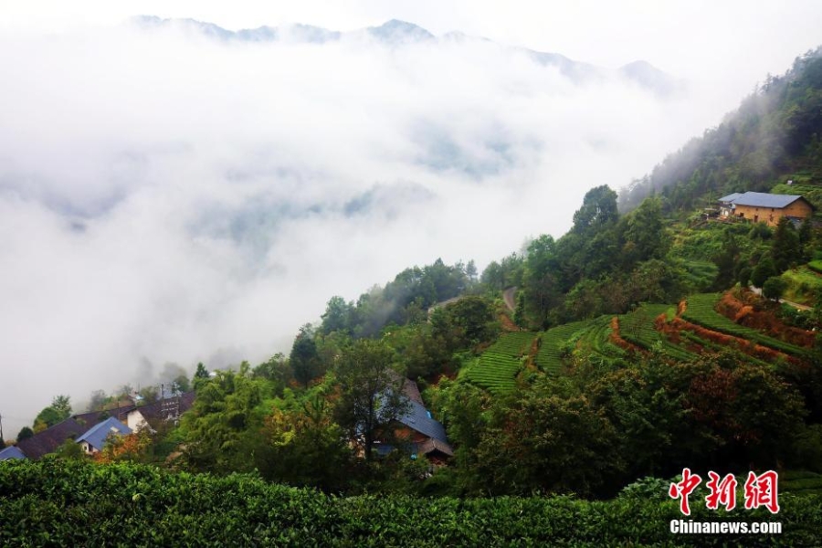 三峽壩區(qū)：“云海茶谷”風景美如畫