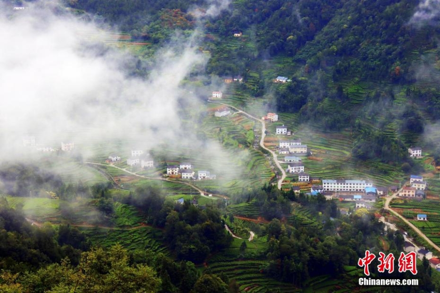 三峽壩區(qū)：“云海茶谷”風(fēng)景美如畫