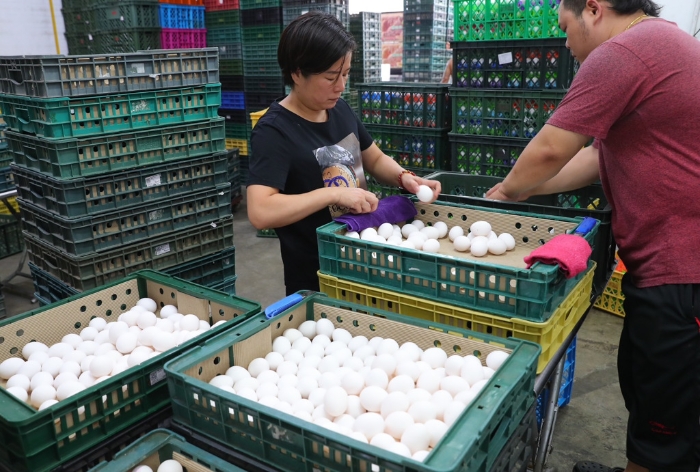 圖為臺灣蛋行員工正在仔細挑蛋。 圖片來源：臺灣“中時新聞網(wǎng)”