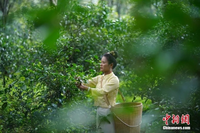 圖為景邁山茶農(nóng)正在采摘茶葉。中新社記者 劉冉陽 攝