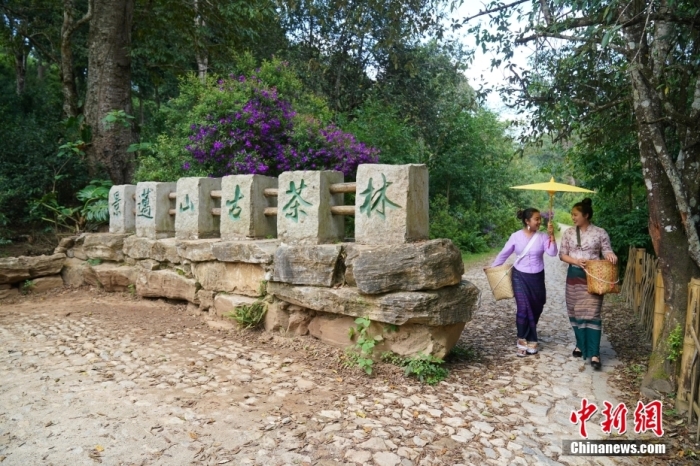 普洱景邁山古茶林文化景觀位于中國云南省普洱市瀾滄拉祜族自治縣惠民鎮(zhèn)。<a target='_blank' href='/'>中新社</a>記者 劉冉陽 攝