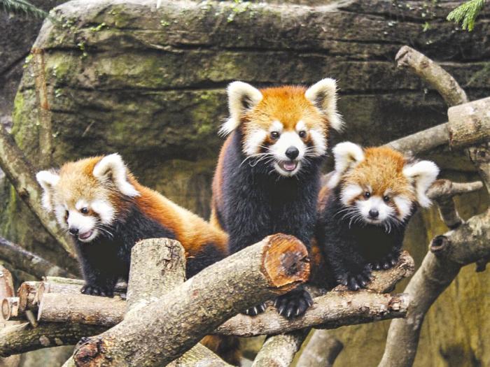 臺北市立動物園小貓熊。圖片來源：臺灣《中國時報》 臺北市立動物園提供