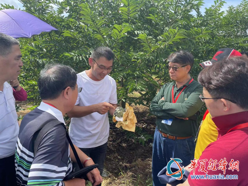 臺商蕭景瑞向考察團講解釋迦種植技術(shù)。（攝影 李昕）