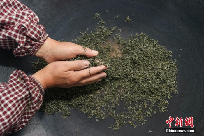 貴定縣云霧鎮(zhèn)一家茶葉加工坊工人用傳統(tǒng)手工方式將“云霧貢茶”揉制成形。瞿宏倫 攝