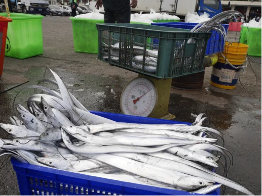 圖為臺灣八斗子漁港補獲的白帶魚(圖片來自臺媒)