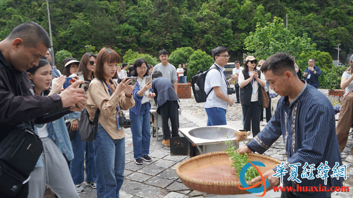 黃金茶技藝傳承人向華文展示炒茶技藝。（攝影：虞鷹）