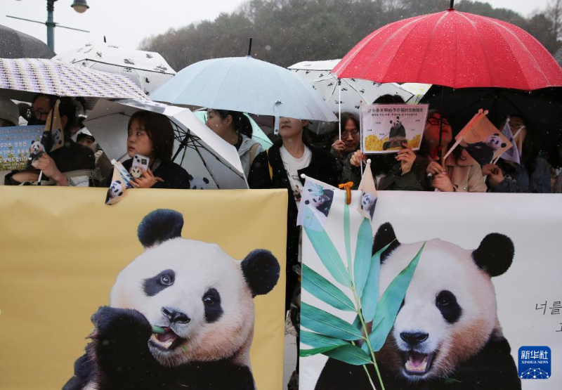 4月3日，人們在韓國京畿道龍仁市的愛寶樂園雨中送別大熊貓“福寶”。（圖源：新華社）