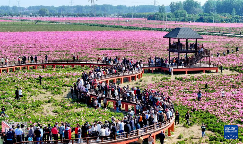 5月1日，在安徽省亳州市譙城區(qū)十八里鎮(zhèn)蔣李村，游人在芍藥花海里賞花游玩。（圖源：新華社）