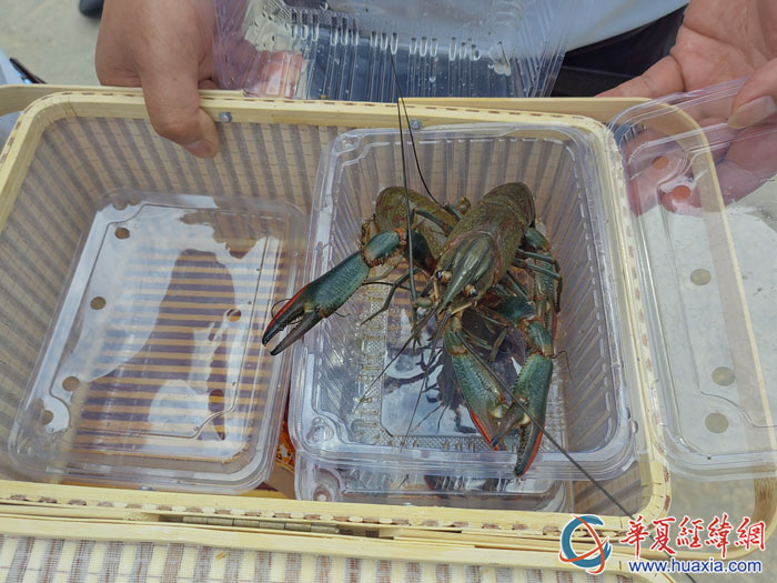 養(yǎng)殖的富硒淡水龍蝦。