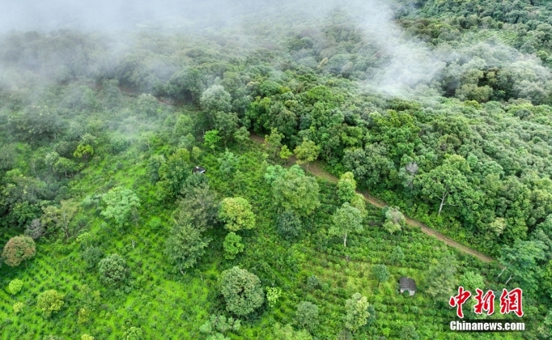 （聚焦中國高質(zhì)量發(fā)展）普洱景邁山古茶林文化景觀