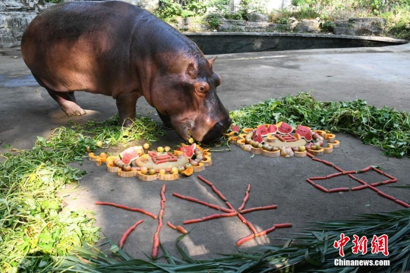 重慶動(dòng)物園為動(dòng)物送上特制月餅慶中秋