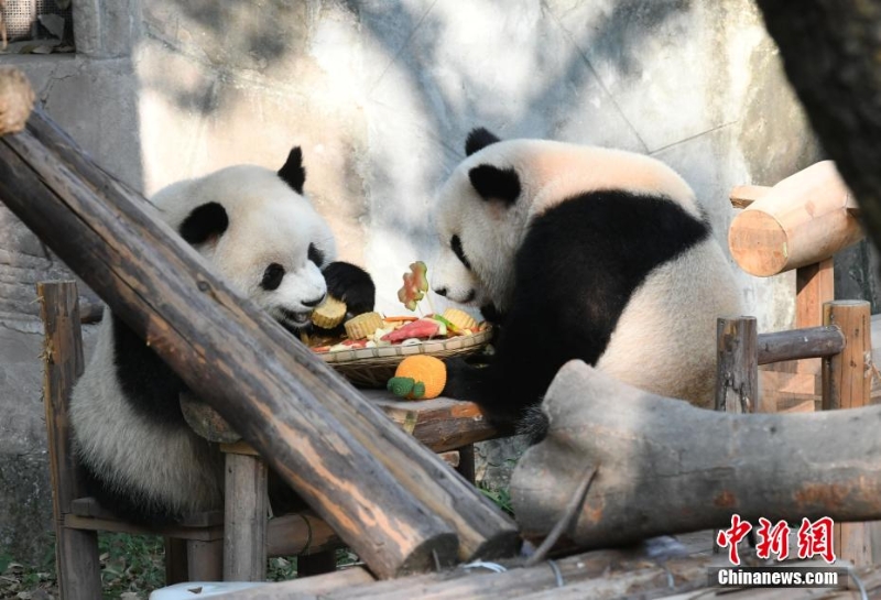 重慶動(dòng)物園為動(dòng)物送上特制月餅慶中秋