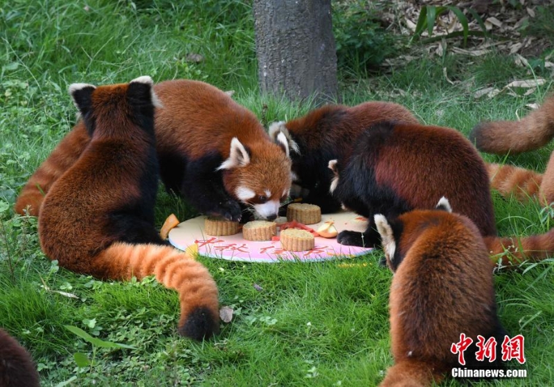 重慶動(dòng)物園為動(dòng)物送上特制月餅慶中秋