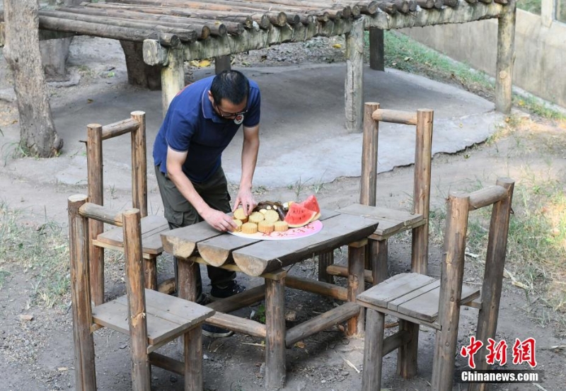 重慶動(dòng)物園為動(dòng)物送上特制月餅慶中秋