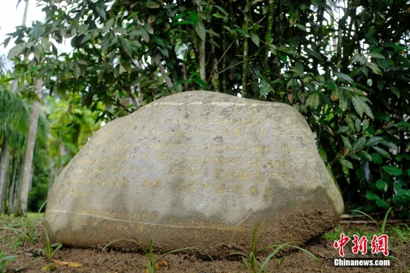 在里約熱內盧遇見中國茶